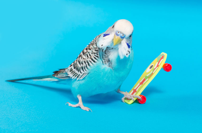 parakeet skateboarding 