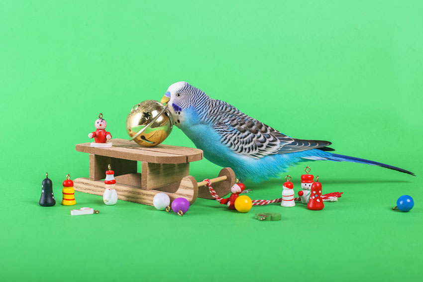 Parakeets toys