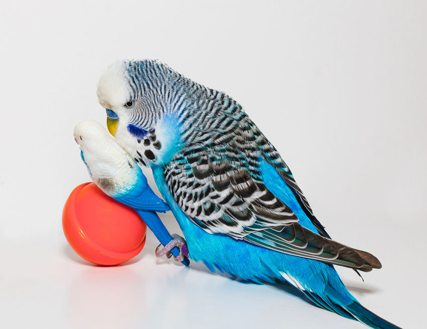 Toys for parakeets