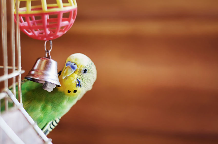 parakeet ladder