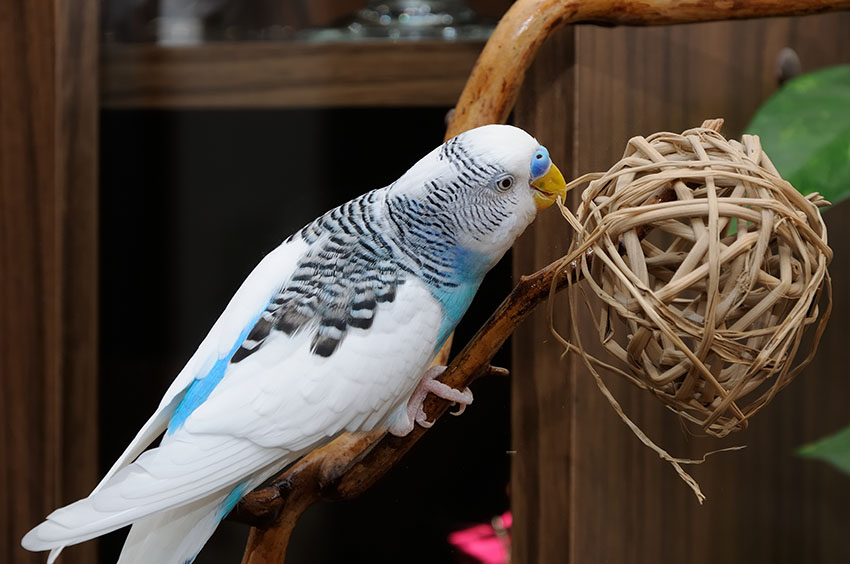 parakeet ball toy