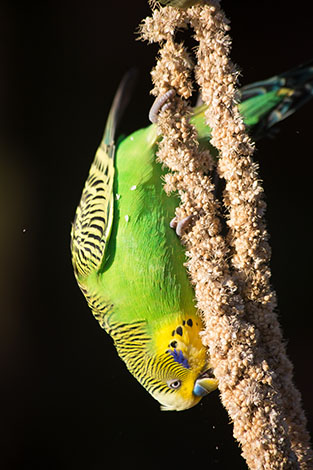 parakeet upside down on millet