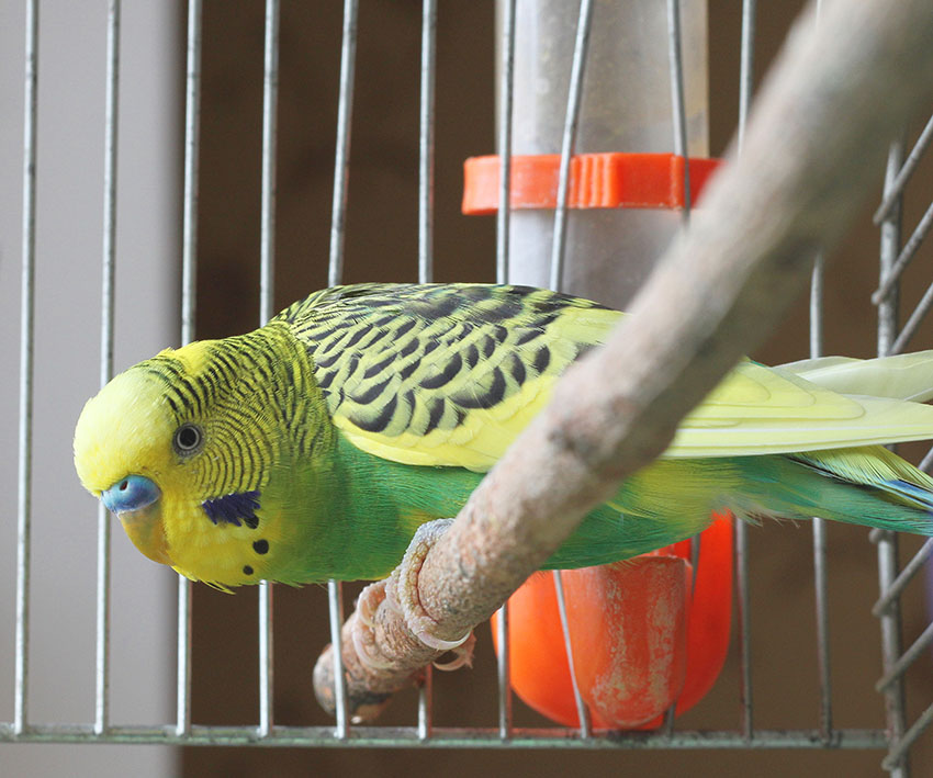 Parakeet water dispenser