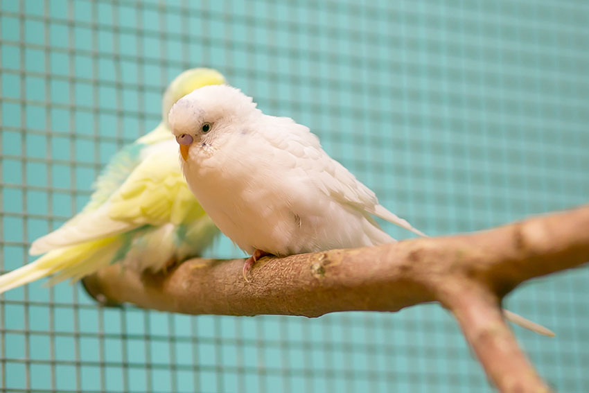 Parakeets on a perch
