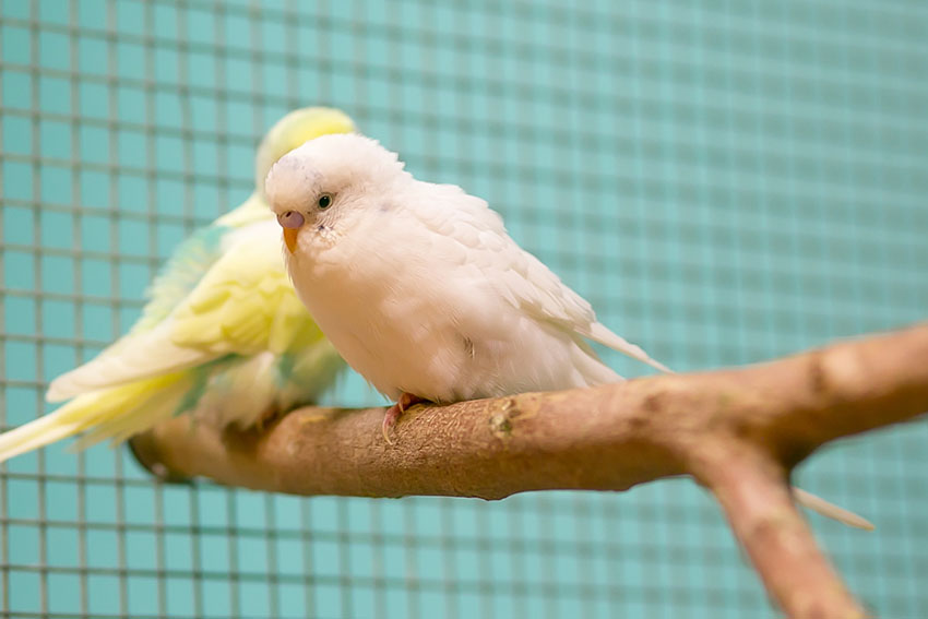 parakeet taming