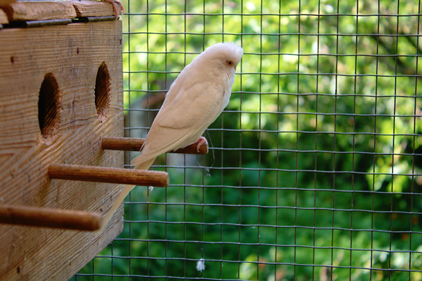 parakeet nesting box