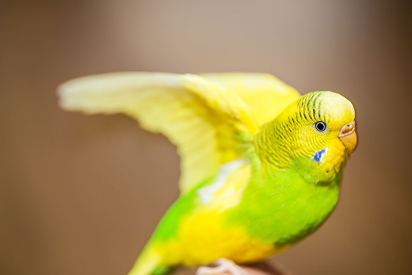 parakeet wing stretching