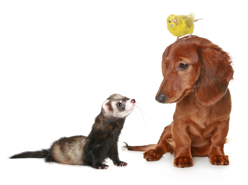 parakeets and other pets