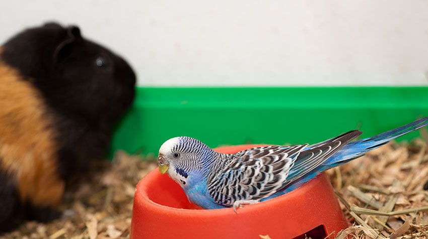 parakeet with guinea pig