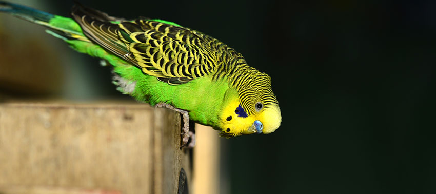 parakeet with head down