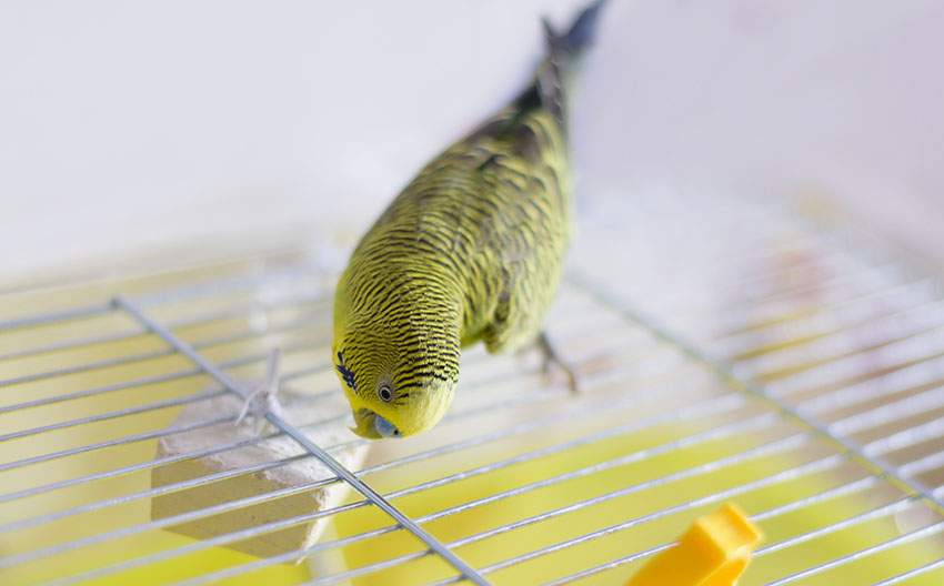 parakeet with mineral block