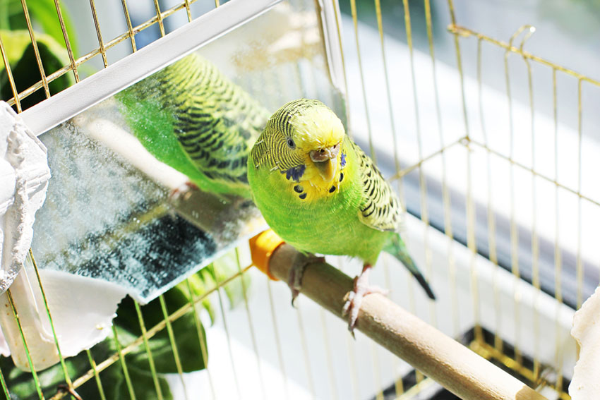 parakeet with mirror