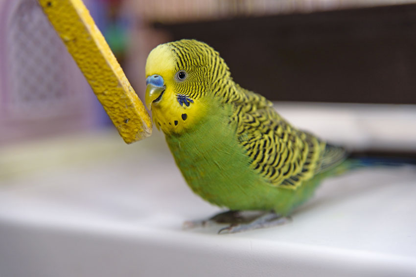 parakeet with stick toy