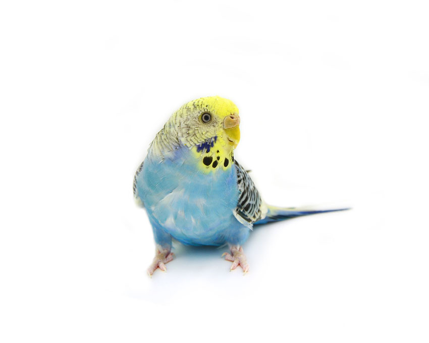 Yellow Face parakeet