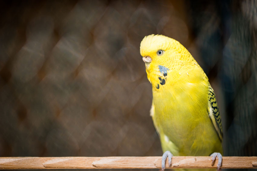 parakeet on perch