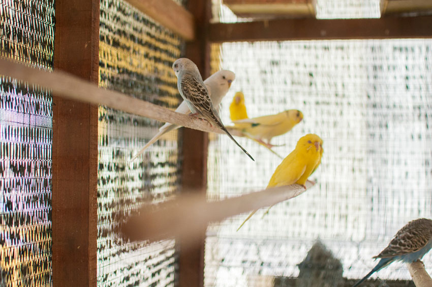 Budgies together in a cage