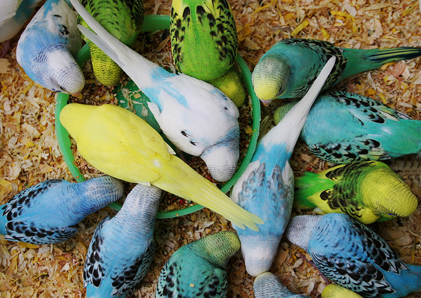 Parakeets eating seed