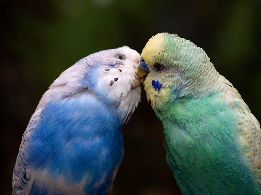 parakeets feeding each other