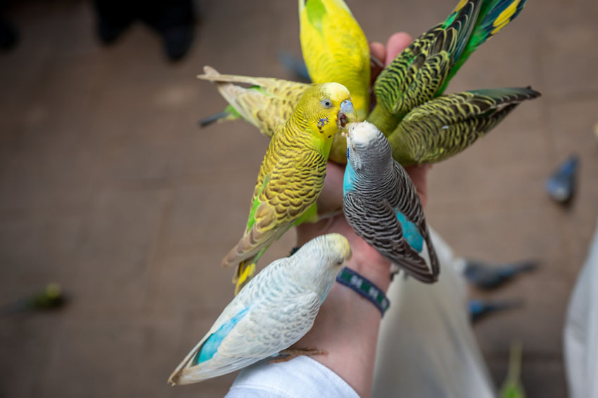 Parakeets feeding from hand