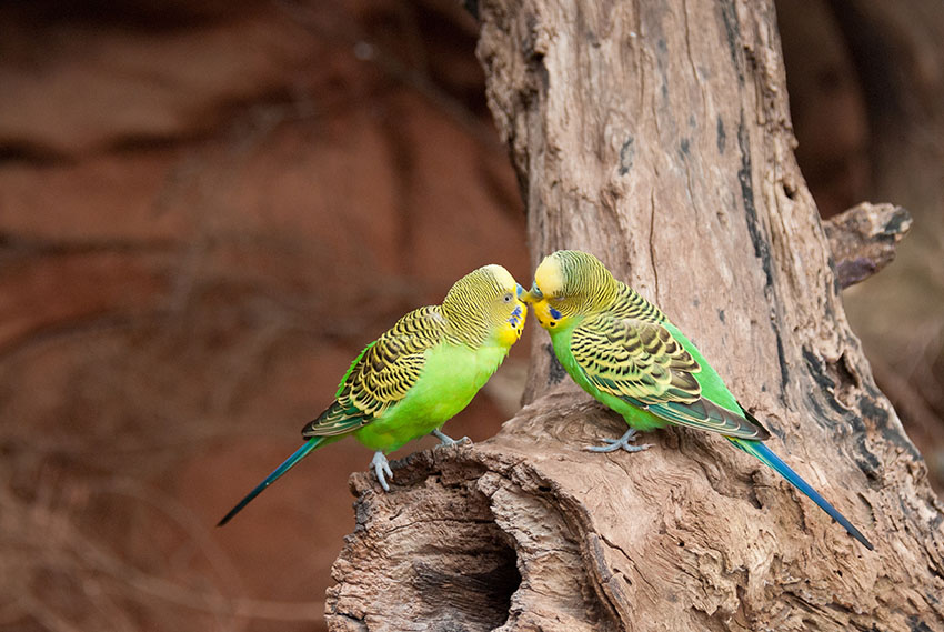 Parakeets in their native Australia