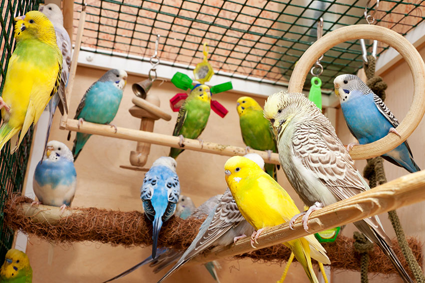 Parakeet Budgie Cage Parakeet Budgie Cage