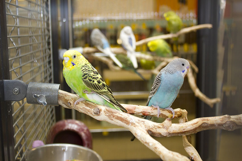 parakeets in large cage