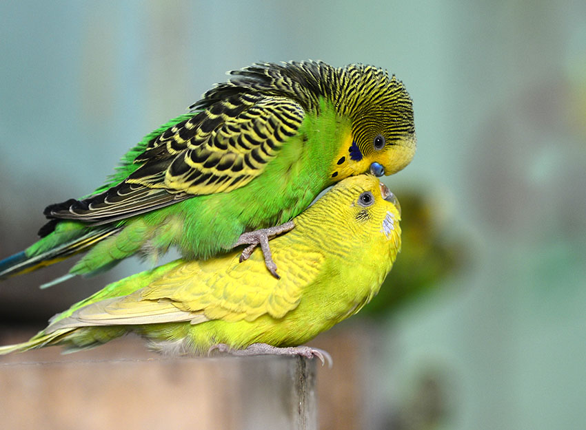 parakeets mating