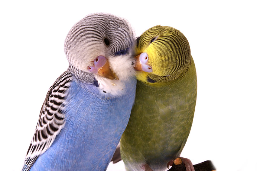 parakeets in mutual preening