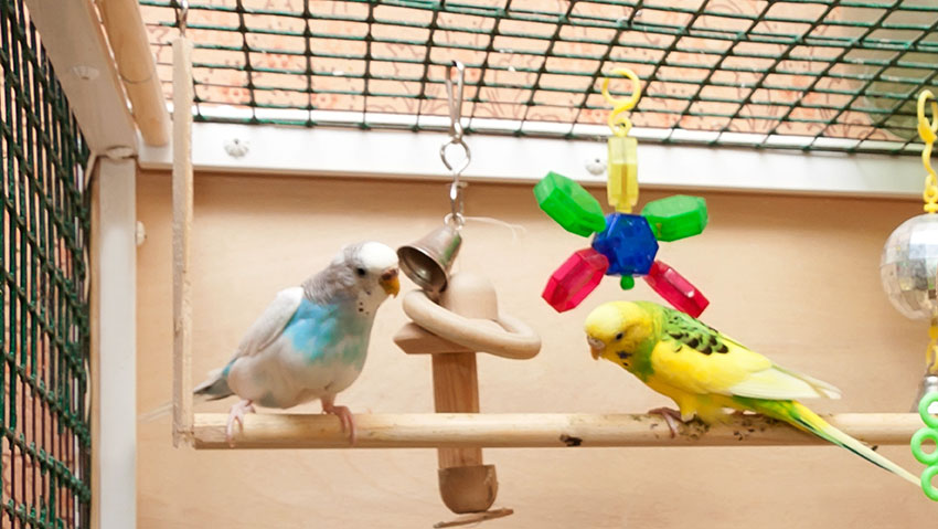Parakeets on a swing