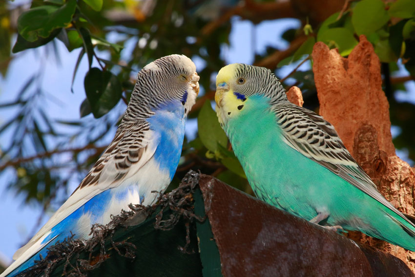 Pied blue and opaline parakeets