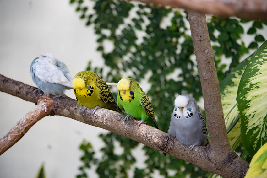 outdoor parakeet aviary