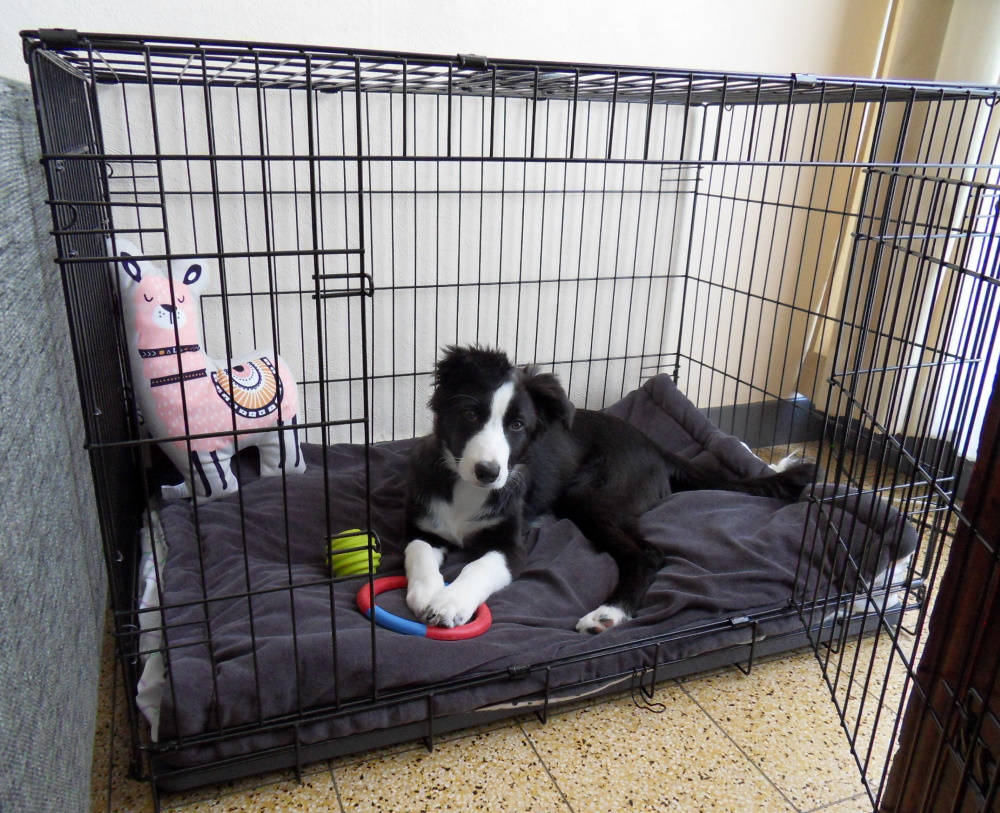 Fido Classic Easy Folding Twin Door Metal Dog Crate Dog
