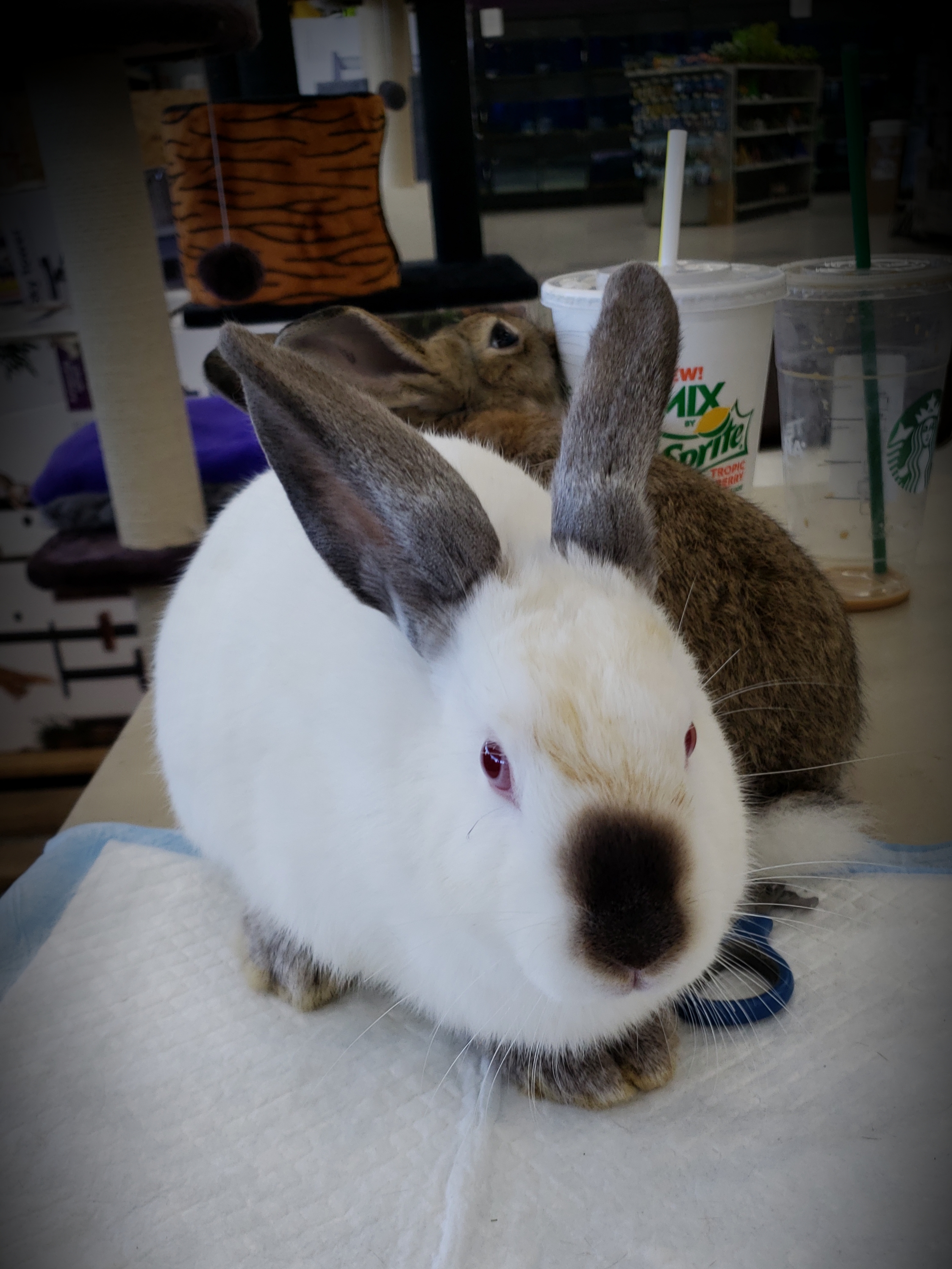 Californian For Sale Rabbits Breed Information Omlet