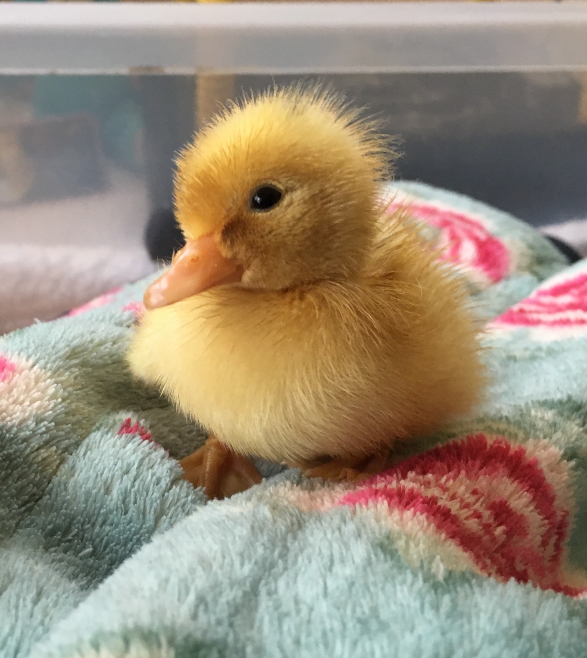 Call Duck Ducks Breed Information Omlet