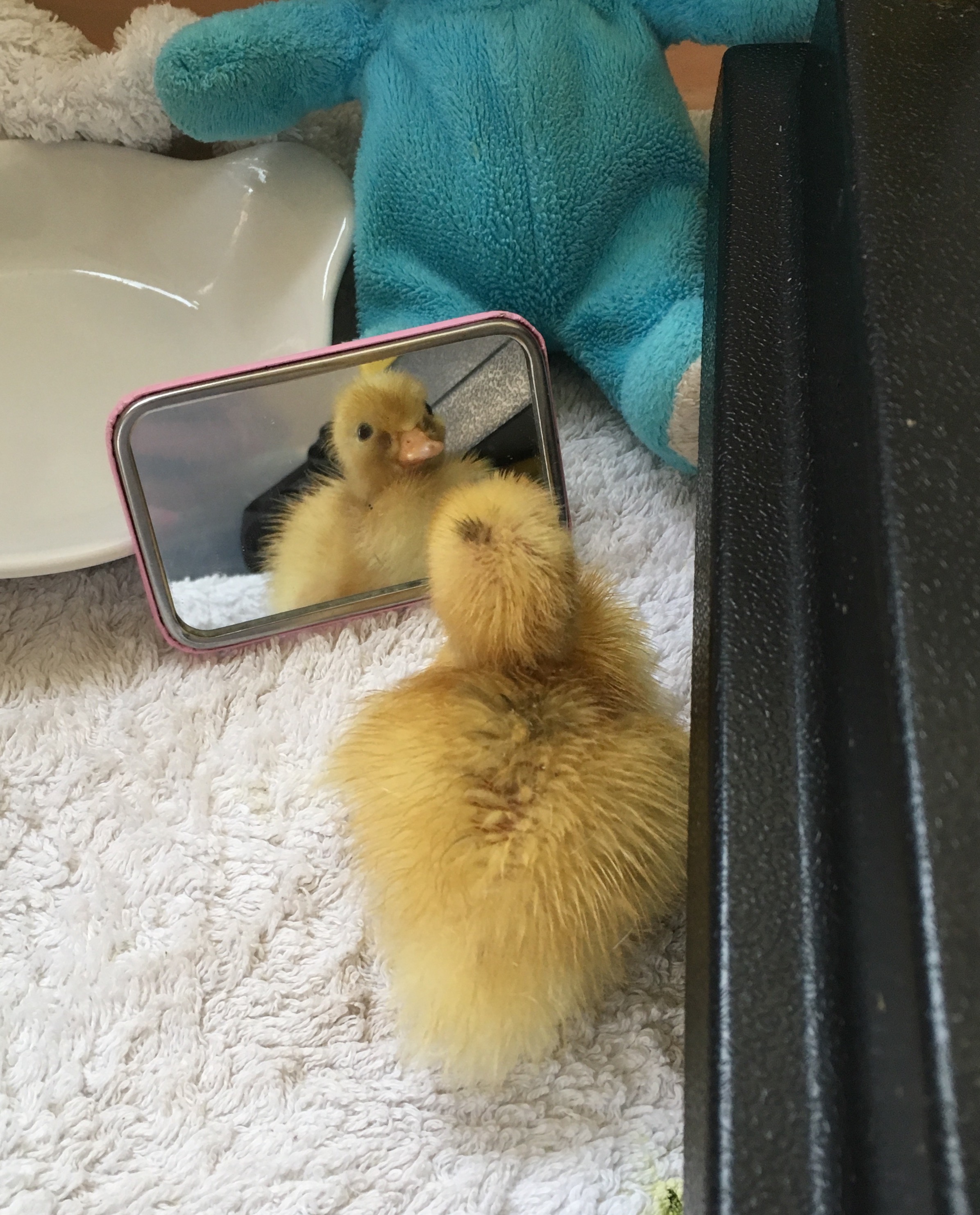 Call Duck Ducks Breed Information Omlet