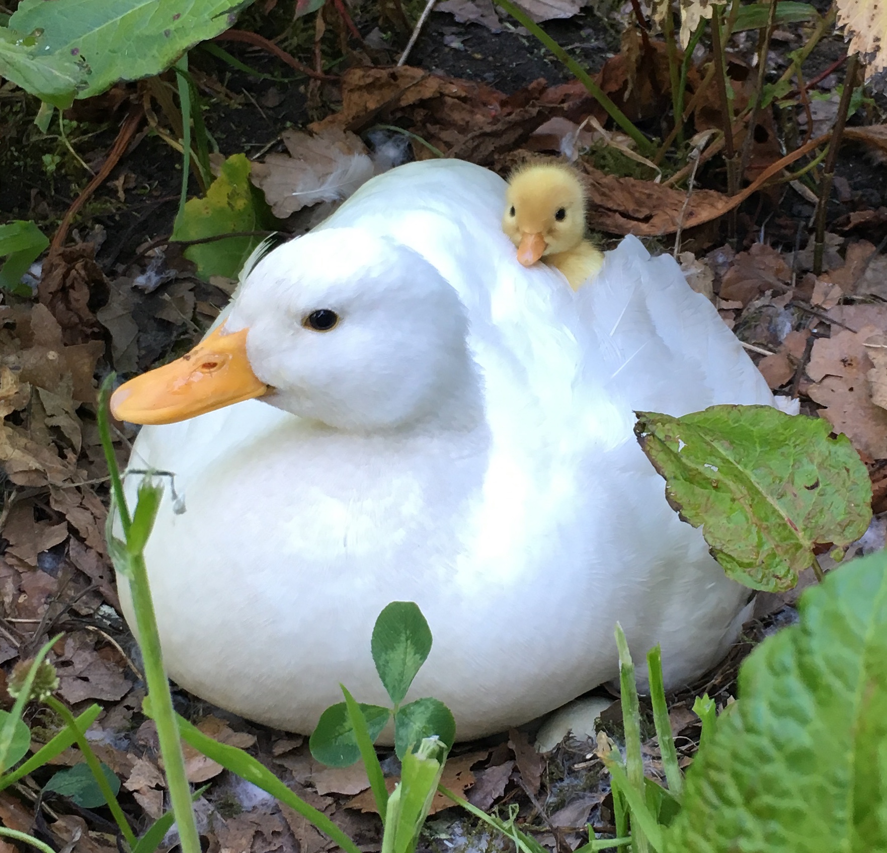 Call Duck | Ducks | Breed Information | Omlet