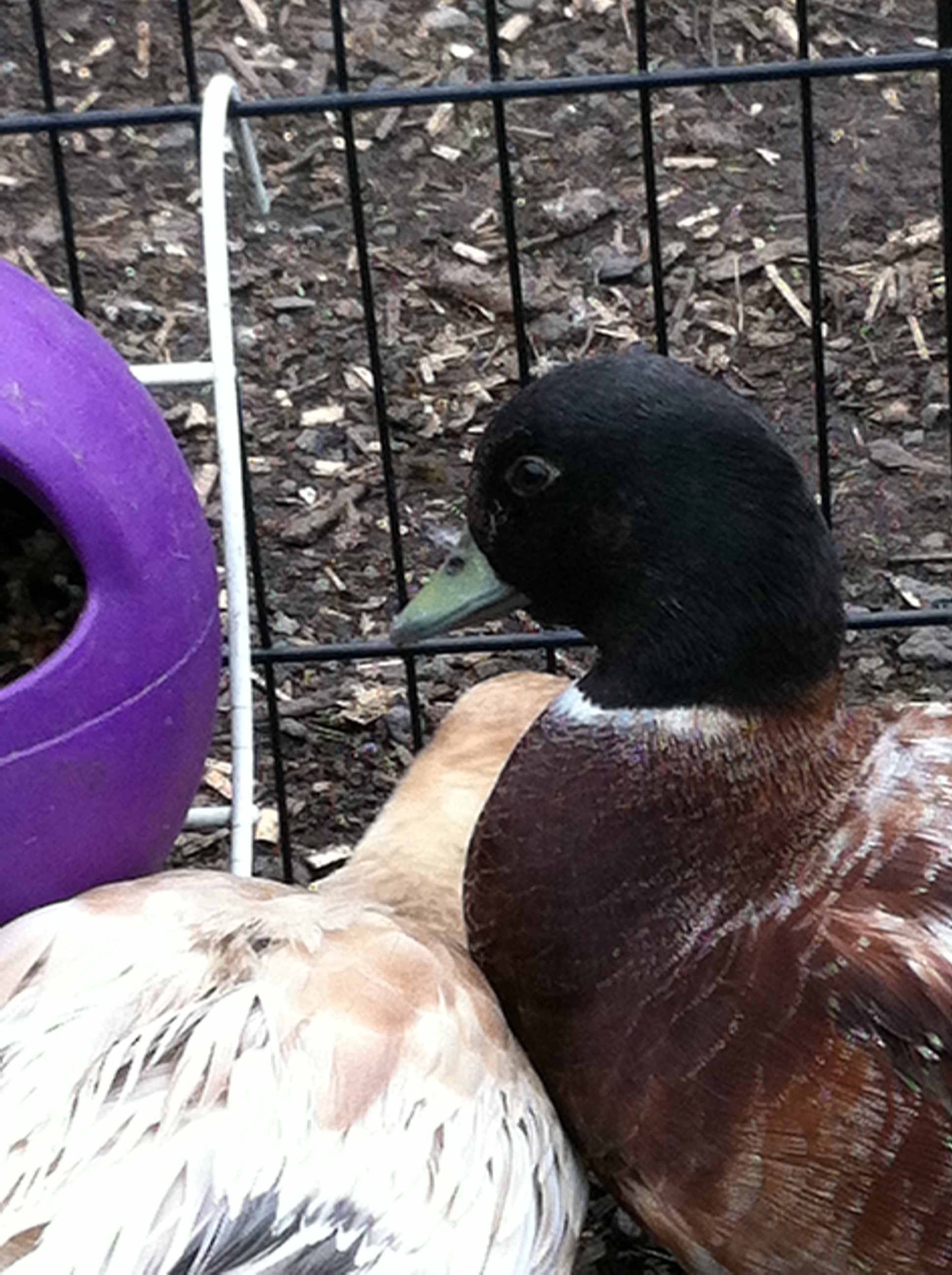 Call Duck Ducks Breed Information Omlet