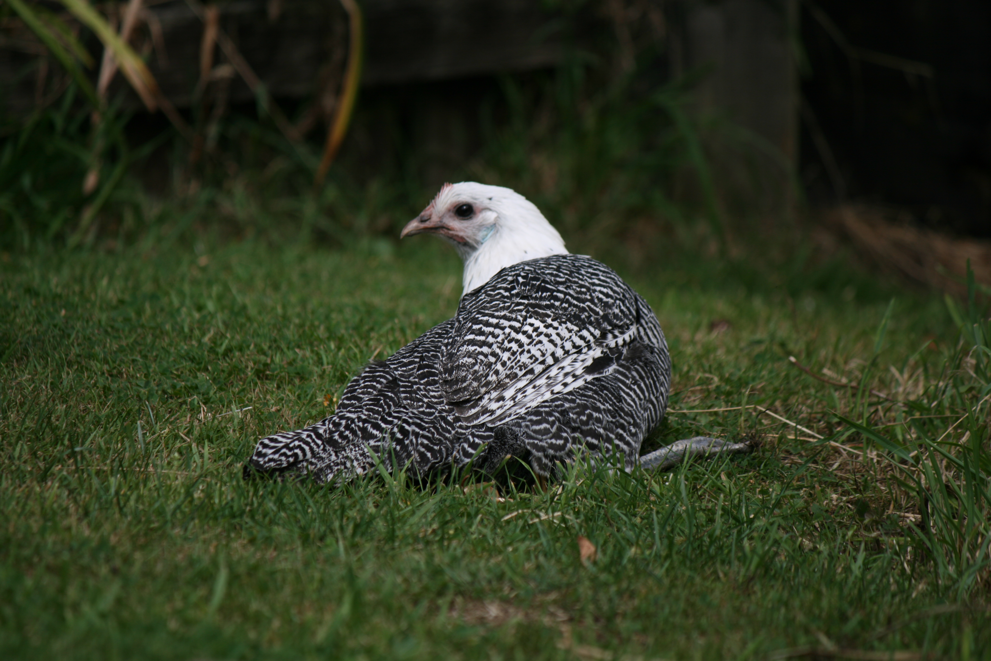 Campine For Sale Chickens Breed Information Omlet