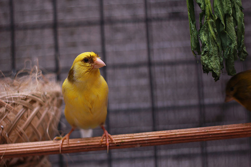 canary in breeding season