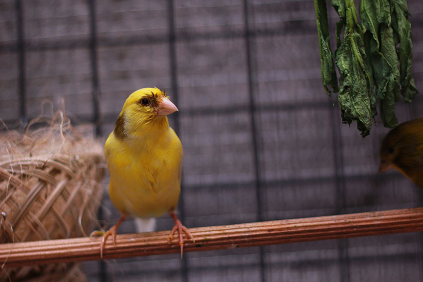 canary in breeding season