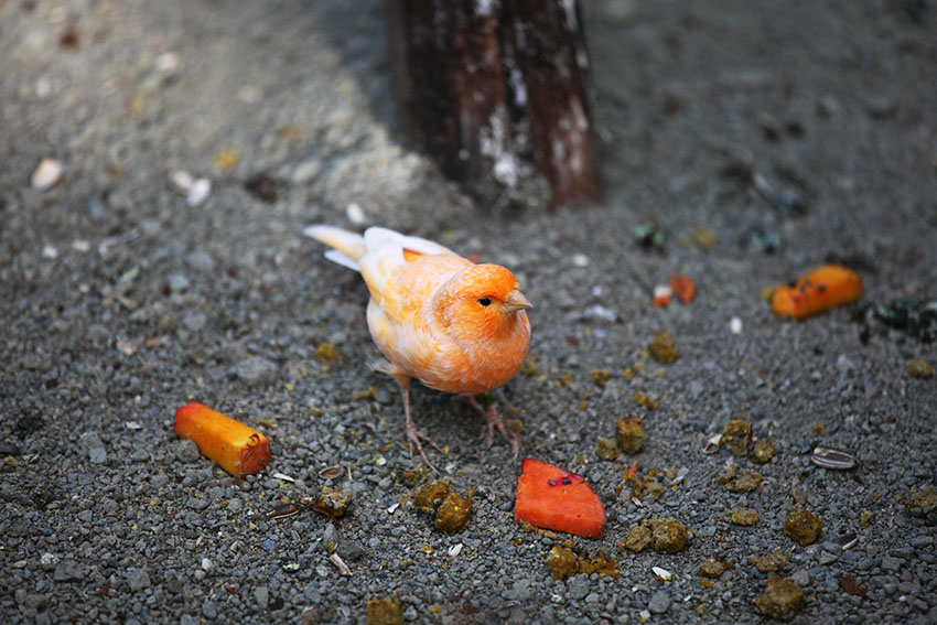 Canary feeding