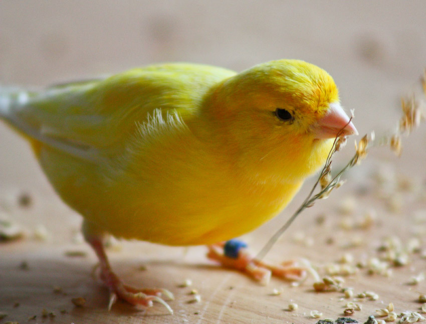 Canary food