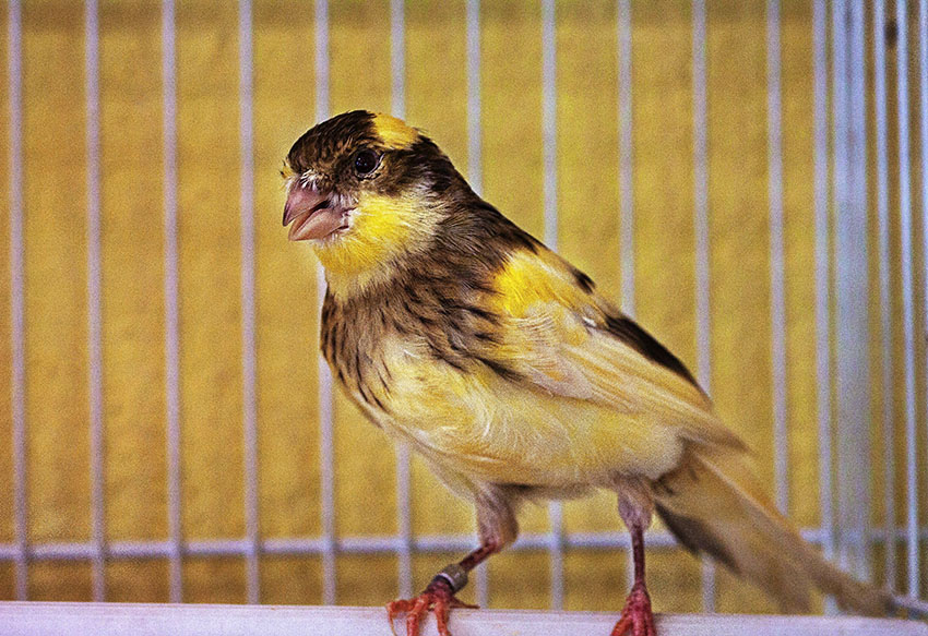 Timbrado Canary