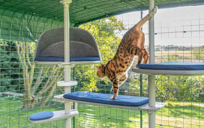 A cat playing in his tall grey cat tree, a perfect way to give your cats a safe outdoor place to explore