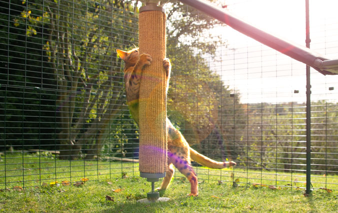 Cat playing in his run with the replaceable sisal scratcher accessory for the Freestyle outdoor cat climber