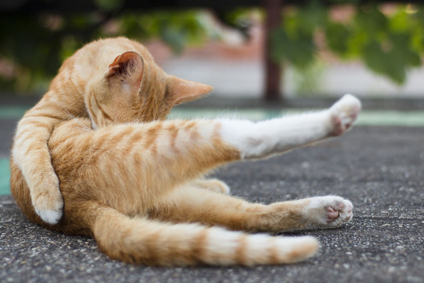Cats are scrupulously clean