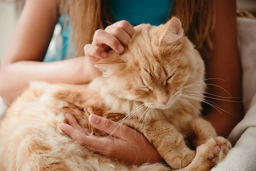 A cross-breed cat can be incredibly friendly if you treat it well