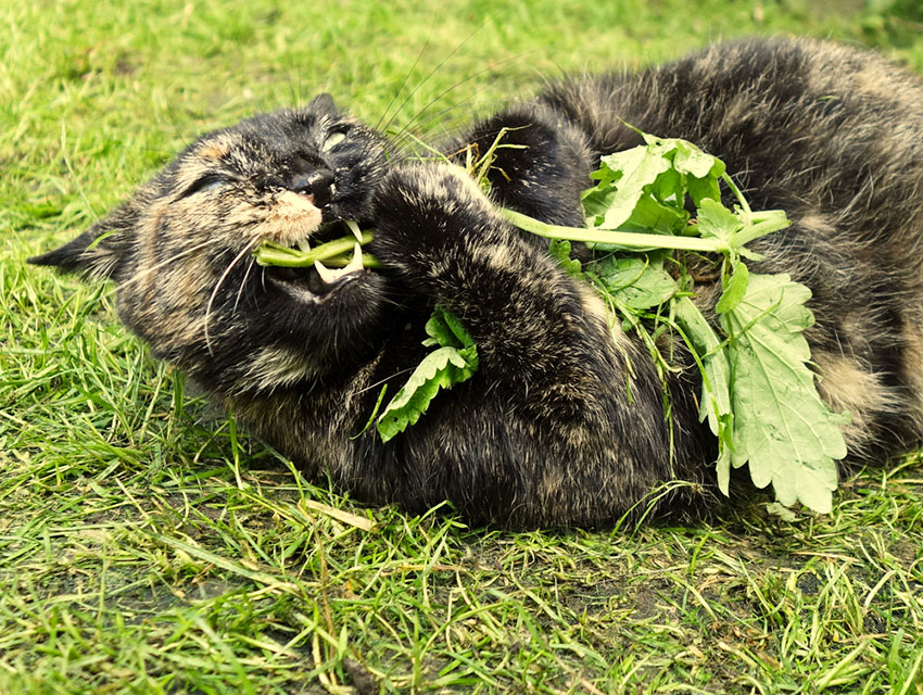 Like all cats, this Tortoiseshell goes crazy for catnip!