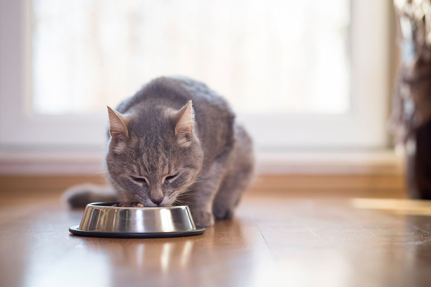 A good quality cat food will keep your pet happy and healthy