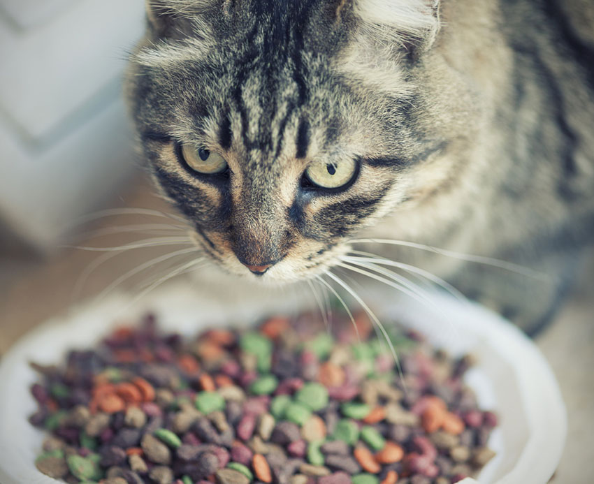 If you have two cat's they will each need their on food bowls